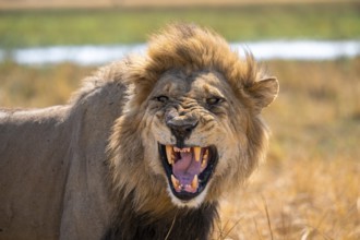 Maned lion, lion (Panthera Leo) hisses, savuti, Chobe National Park National Park, Botswana