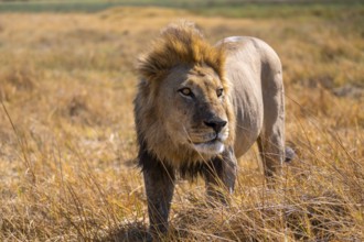 Maned lion (Panthera Leo) lurking in grass, savanna, Savuti, Chobe National Park, Botswana