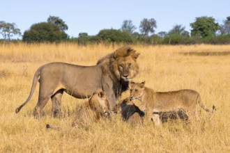 Maned lion and young animals, lion (Panthera Leo) lying in grass, savuti, Chobe National Park