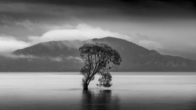 A single tree in Lake Taupo. Waikato, North Island, New Zealand