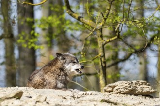 Eastern wolf (Canis lupus lycaon) standing on a little hill, Bavaria, Germany