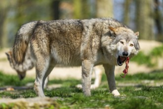 Eastern wolf (Canis lupus lycaon) standing on a meadow, Bavaria, Germany