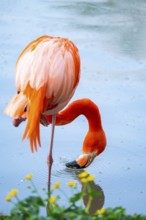 American flamingo (Phoenicopterus ruber), portrait in the water, Germany