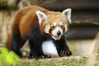 Red panda (Ailurus fulgens) walking on a tree, Germany