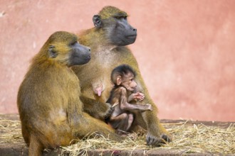 Guinea baboon (Papio papio) family with a new born youngster, captive, Bavaria, Germany