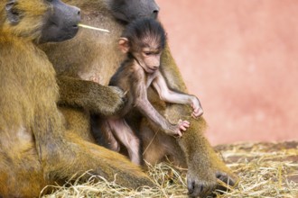 Guinea baboon (Papio papio) new born youngster at its mother, captive, Bavaria, Germany