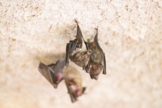 Lesser mouse-eared myotis (Myotis blythii) bats hanging on a wall, Bavaria, Germany