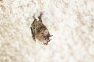 Lesser mouse-eared myotis (Myotis blythii) bat hanging on a wall, Bavaria, Germany