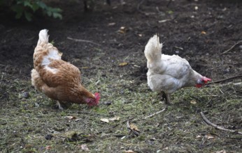 Hen, Gallus gallus domesticus, looking for food in a free-range farm, organic farming,