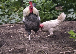 Domestic chickens, Gallus gallus domesticus, with roosters searching for food in outdoor