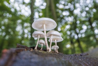 Beech slime (Mucidula mucida), Germany