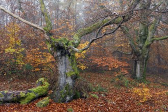 Beech in Hutewald Halloh, Hesse, Germany