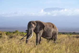 African elephant (Loxodonta africana) in picturesque landscape with the summit of Mount
