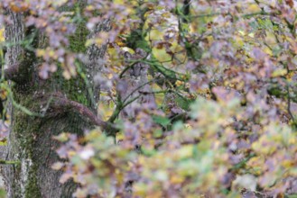 A female cougar (Puma concolor) rests hidden by leaves on a big branch high up in an oak tree. W
