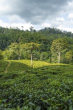 Tea plantation on hills between tropical rainforest, Amani Nature Forest Reserve, Eastern Usambara