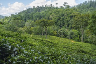Tea plantation on hills between tropical rainforest, Amani Nature Forest Reserve, Eastern Usambara