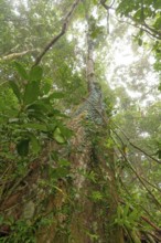 Misty tropical forest with ficus and endemic species on the way to Mount Sorrow in Daintree