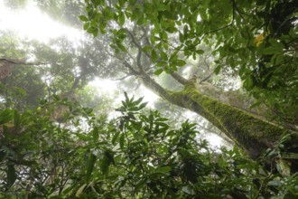 Misty tropical forest with ficus and endemic species on the way to Mount Sorrow in Daintree
