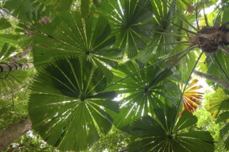 Australian fan palms in sunny rainforest on the way to Mount Sorrow in Daintree National Park