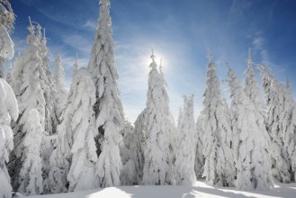 Snow-covered fir trees in sunshine, Stübenwasen, Feldberg, Todtnauberg, Black Forest,