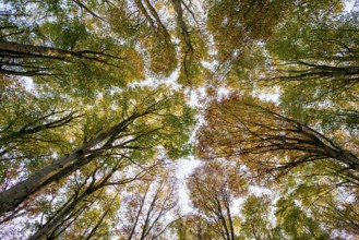 Autumn forest, view of the treetops from below, Schauinsland, Freiburg im Breisgau, Black Forest,