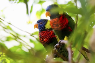 Parrot, colorful, all-color lory, Trichoglossus haematodus