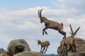 A male ibex (Capra ibex) jumps from rock to rock. A blue sky with clouds can be seen in the