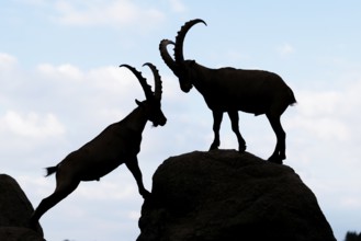 Two male ibexes (Capra ibex) stand facing each other on a rock and playfully fight with each other.