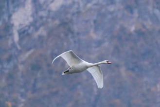 A mute swan (Cygnus olor) flies over a lake. In the background, a mountain forest can be seen in