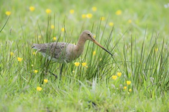Black-tailed gown (Limosa limosa) looking for food in meadows, Lower Saxony, Germany