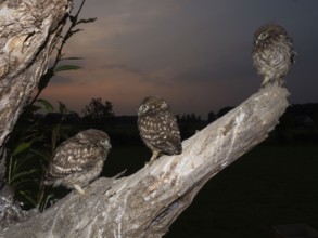 Little owl (Athene noctua), young stone owls sitting at twilight, North Rhine-Westphalia, Germany