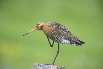 Black-tailed gown (Limosa limosa), in a meadow post in the meadow area, Lower Saxony, Germany