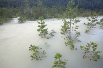 The Isar carries floods between Lake Sylvenstein and Lenggries. Trees and pines sink in the