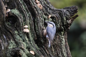Nuthatch (Sitta europaea), Emsland, Lower Saxony, Germany
