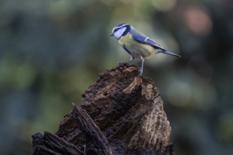 Blue tit (Parus caerulea), Emsland, Lower Saxony, Germany