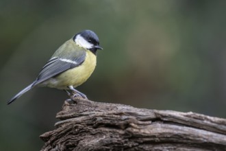 Great tit (Parus major), Emsland, Lower Saxony, Germany