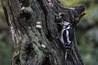Great Spotted Woodpecker (Dendrocopos major), Emsland, Lower Saxony, Germany