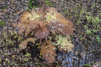 Royal Fern (Osmunda regalis), Emsland, Lower Saxony, Germany
