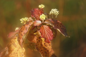 Blood-red dogwood (Cornus sanguinea), branch with buds, alienation, North Rhine-Westphalia, Germany