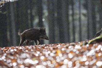 Wild boar defector, Daun, Rhineland-Palatinate, Germany