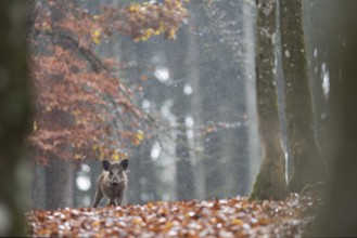 Wild boar newbie in the rain, Daun, Rhineland-Palatinate, Germany