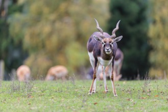 A male blackbuck (Antilope cervicapra) stands on a green meadow on a cloudy day. Some females can