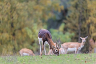 A male blackbuck (Antilope cervicapra) grazes on a green meadow on a cloudy day. Some females can