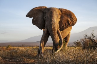 African elephant (Loxodonta africana) with Kilimanjaro, the famous Super Tusker elephant Craig, old