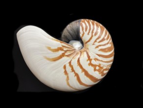 Pearl boat (Nautilus pompilius), Nautilidae family, interior view of the bowl, phragmocon, spiral,