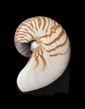 Pearl boat (Nautilus pompilius), Nautilidae family, interior view of the bowl, phragmocon, spiral,