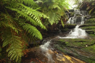 Rainy day reveals lush nature at hidden waterfall in the Blue Mountains, New South Wales, Australia