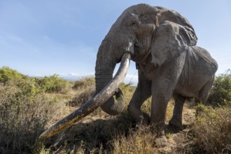 African elephant (Loxodonta africana) eats leaves, the famous Super Tusker elephant Craig, old male