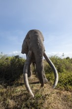 African elephant (Loxodonta africana) eats leaves, the famous Super Tusker elephant Craig, old male