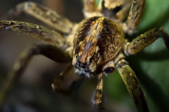 Night view of scary wolf spider (Lycosidae) in the jungle, Amani Nature Forest Reserve, Eastern